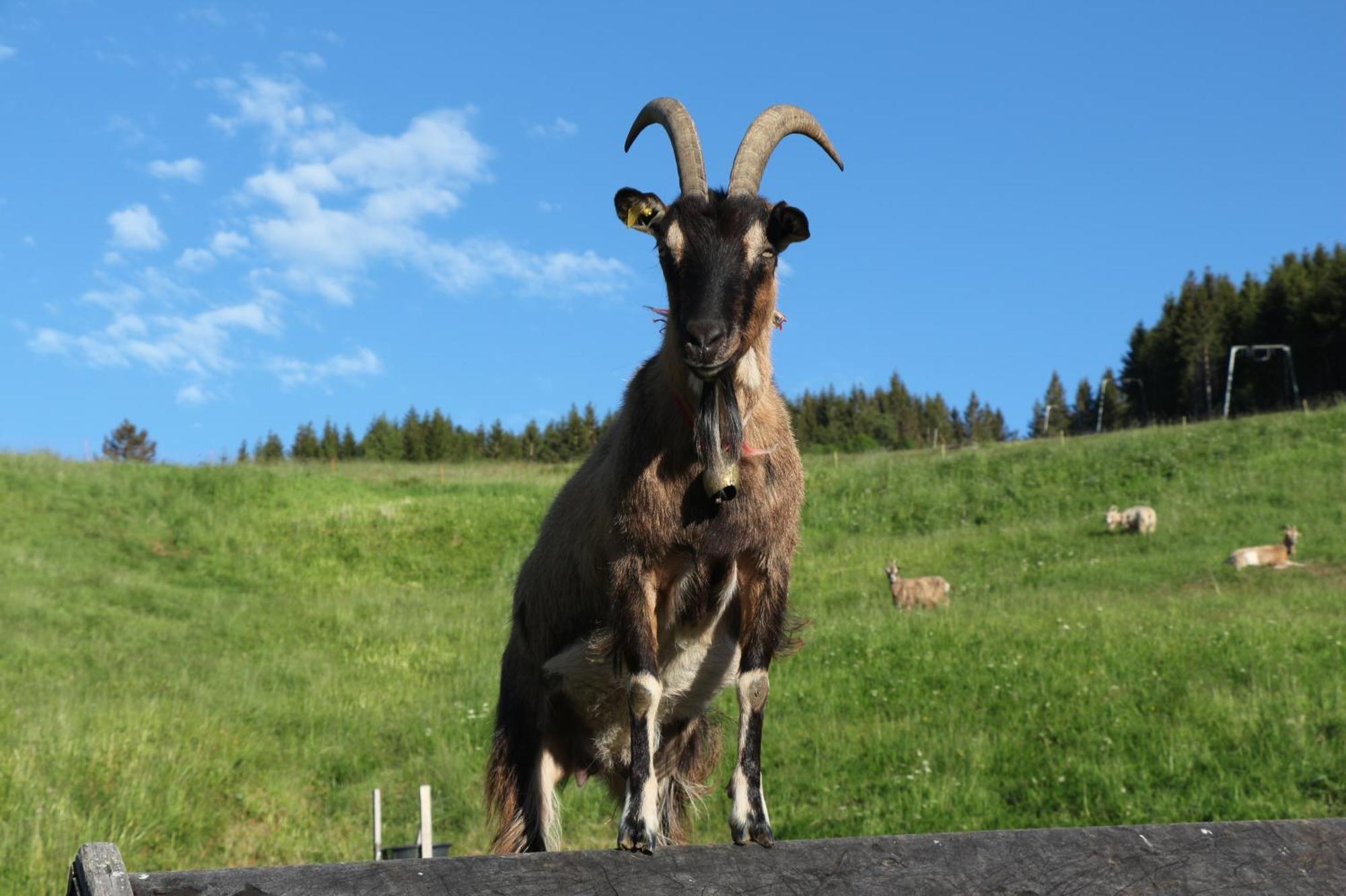 Naturverliebt Ideal Fuer Familien Direkt An Wanderwegen Sauna Im Haus Spielzimmer Tiefgarage E-ladestation * Todtnauberg